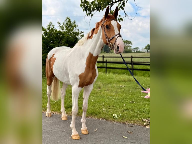 Oldenbourg Hongre 6 Ans 169 cm Pinto in Münster