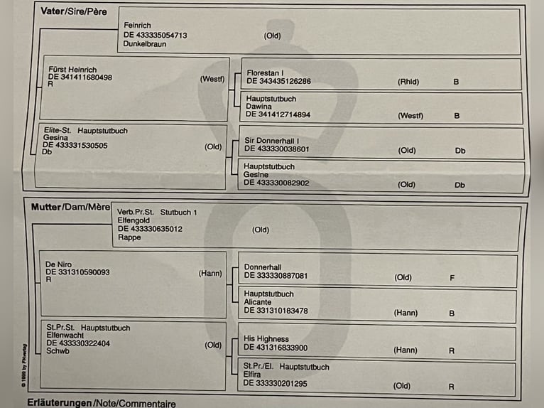 Oldenbourg Hongre 6 Ans 170 cm Alezan brûlé in Pfaffenhofen