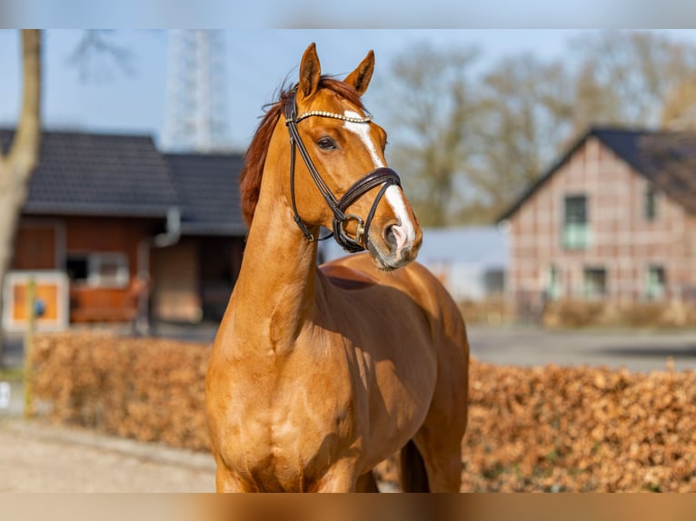 Oldenbourg Hongre 6 Ans 170 cm Alezan in Bad Zwischenahn