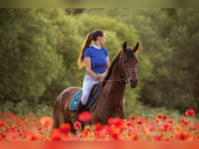 Oldenbourg Hongre 6 Ans 170 cm Bai in Zilina