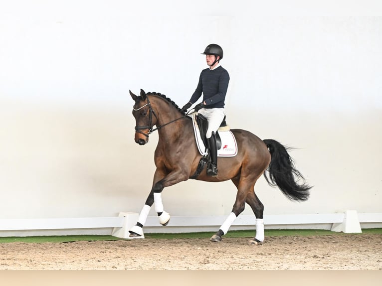 Oldenbourg Hongre 6 Ans 170 cm Bai in Lüdinghausen