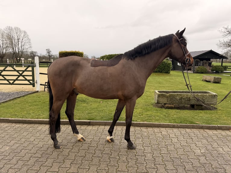 Oldenbourg Hongre 6 Ans 170 cm  in Nordwalde