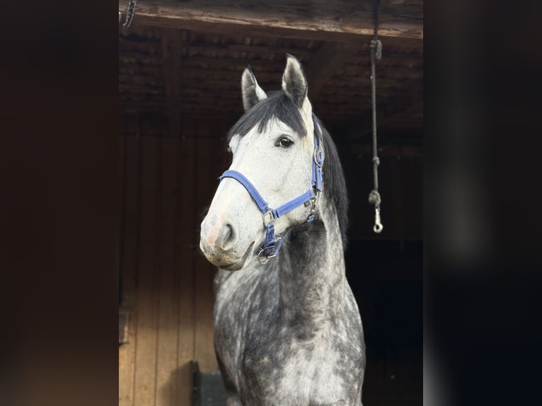 Oldenbourg Hongre 6 Ans 170 cm Gris pommelé in Peiting