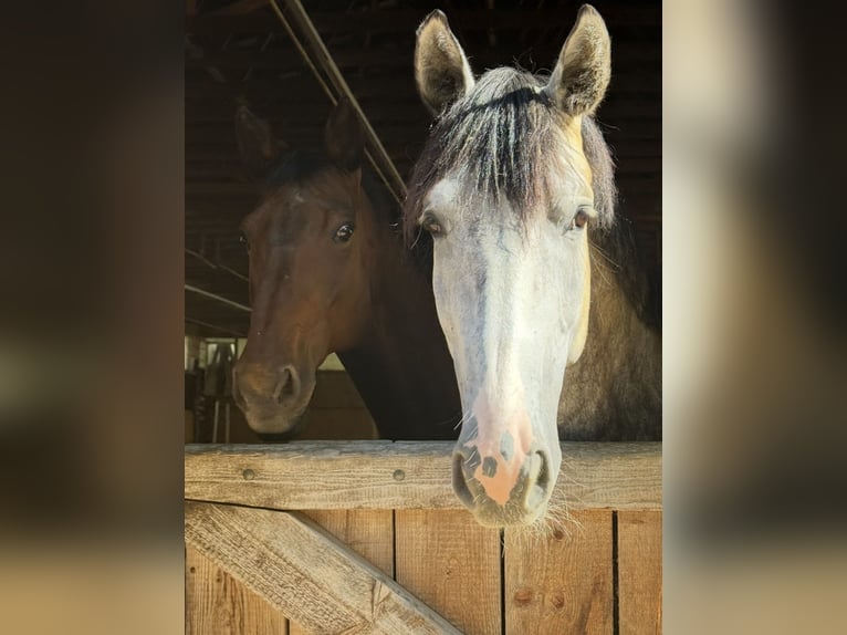 Oldenbourg Hongre 6 Ans 170 cm Gris pommelé in Peiting