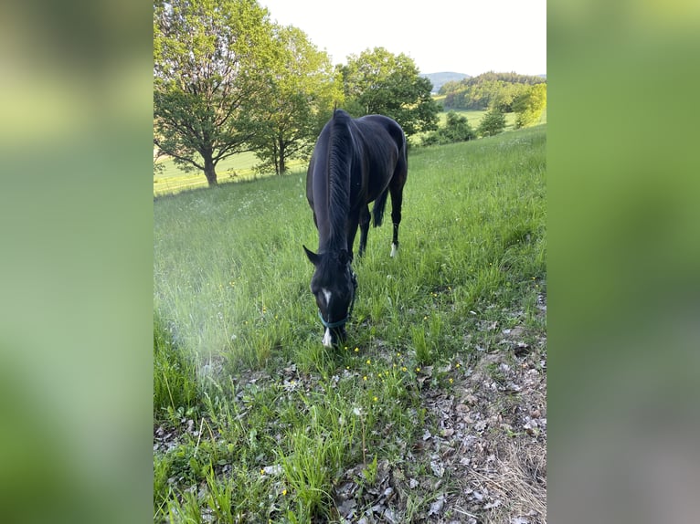 Oldenbourg Hongre 6 Ans 170 cm Noir in Gladenbachdenbach