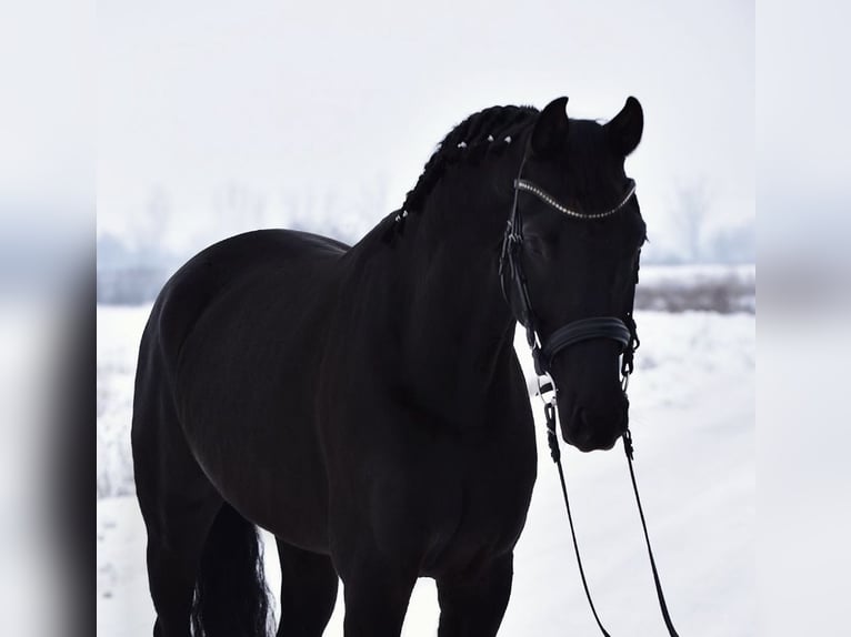 Oldenbourg Hongre 6 Ans 170 cm Noir in Kossuth Lajos 19