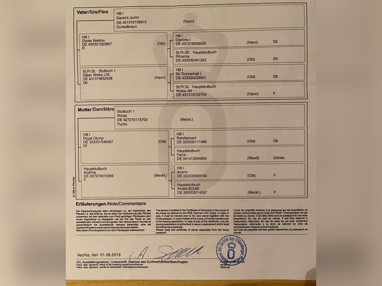 Oldenbourg Hongre 6 Ans 171 cm Bai brun in Oberwart