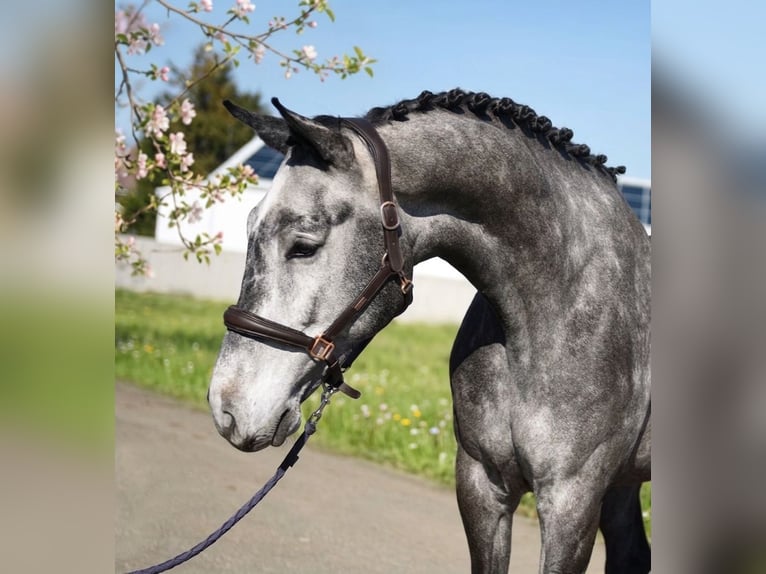 Oldenbourg Hongre 6 Ans 171 cm Gris in Lajosmizse