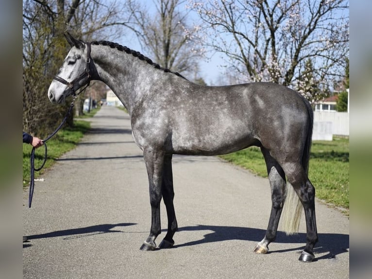 Oldenbourg Hongre 6 Ans 171 cm Gris in Lajosmizse