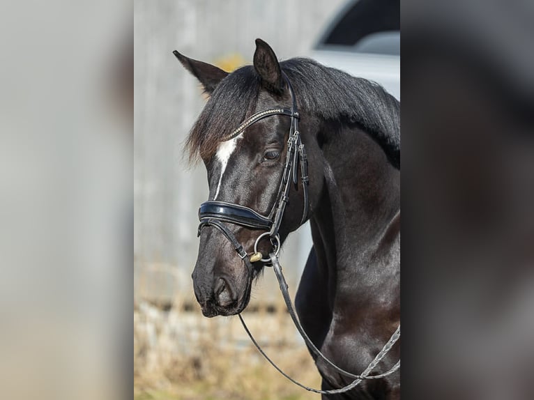 Oldenbourg Hongre 6 Ans 171 cm Noir in Neu Duvenstedt