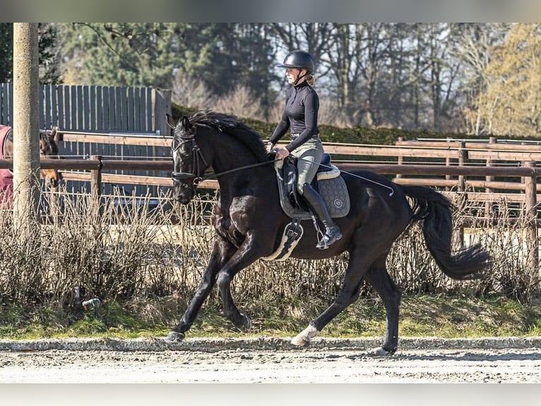 Oldenbourg Hongre 6 Ans 171 cm Noir in Neu Duvenstedt