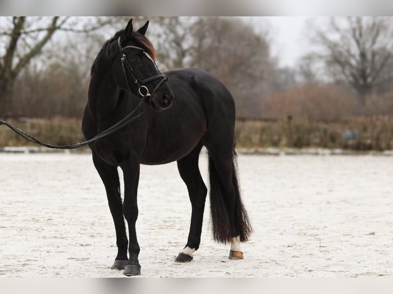 Oldenbourg Hongre 6 Ans 171 cm Noir in Neu Duvenstedt