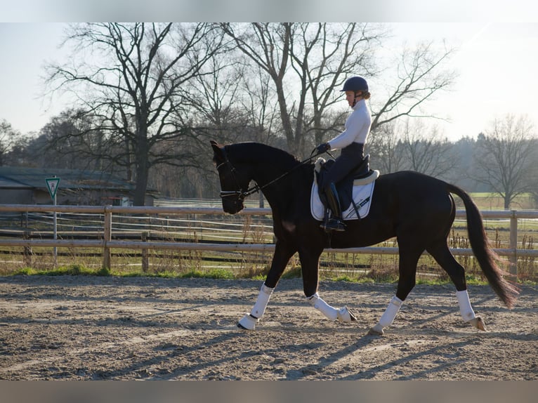 Oldenbourg Hongre 6 Ans 171 cm Noir in Wedemark