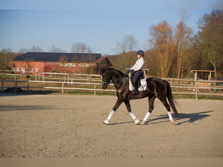 Oldenbourg Hongre 6 Ans 171 cm Noir in Wedemark
