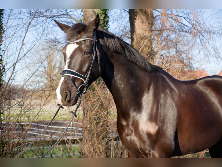 Oldenbourg Hongre 6 Ans 171 cm Noir in Wedemark