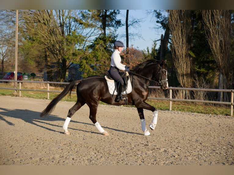 Oldenbourg Hongre 6 Ans 171 cm Noir in Wedemark