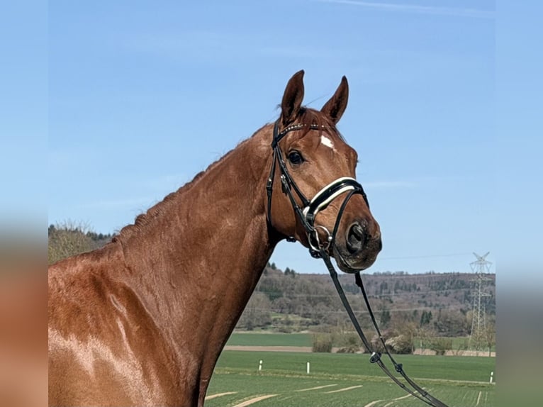 Oldenbourg Hongre 6 Ans 172 cm Alezan in Riedlingen