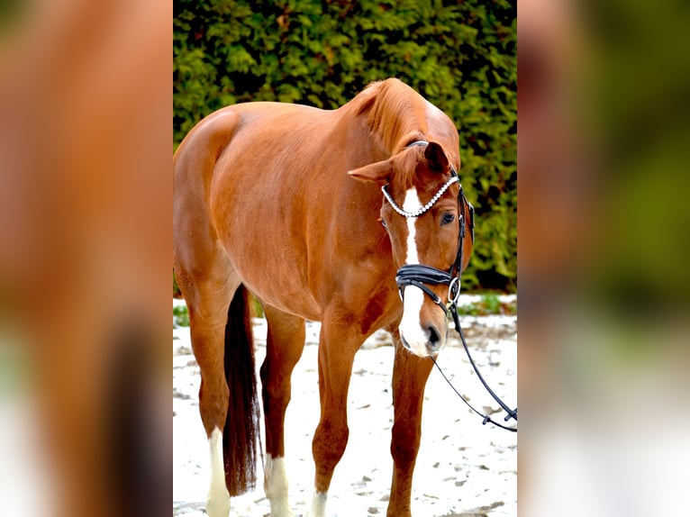 Oldenbourg Hongre 6 Ans 172 cm Alezan in Oyten