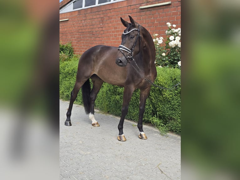Oldenbourg Hongre 6 Ans 172 cm Bai brun in Dornum