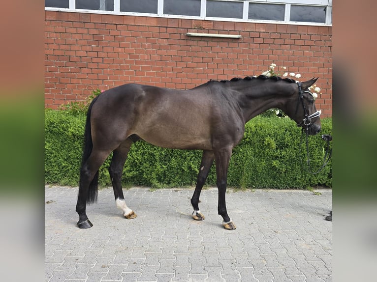 Oldenbourg Hongre 6 Ans 172 cm Bai brun in Dornum