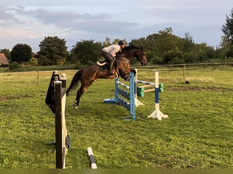 Oldenbourg Hongre 6 Ans 172 cm Bai brun in Trassenheide