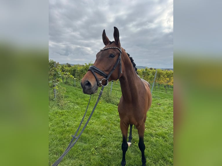 Oldenbourg Hongre 6 Ans 172 cm Bai in Abstatt