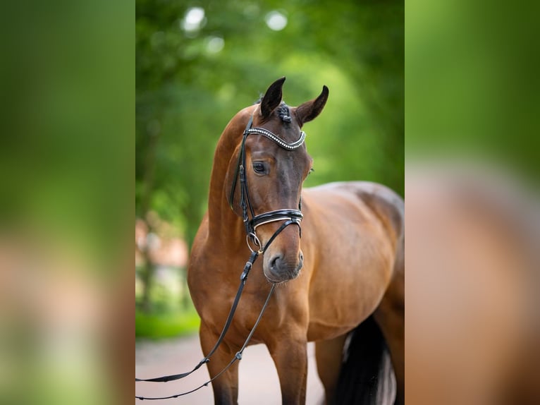 Oldenbourg Hongre 6 Ans 172 cm Bai in Łęczyca