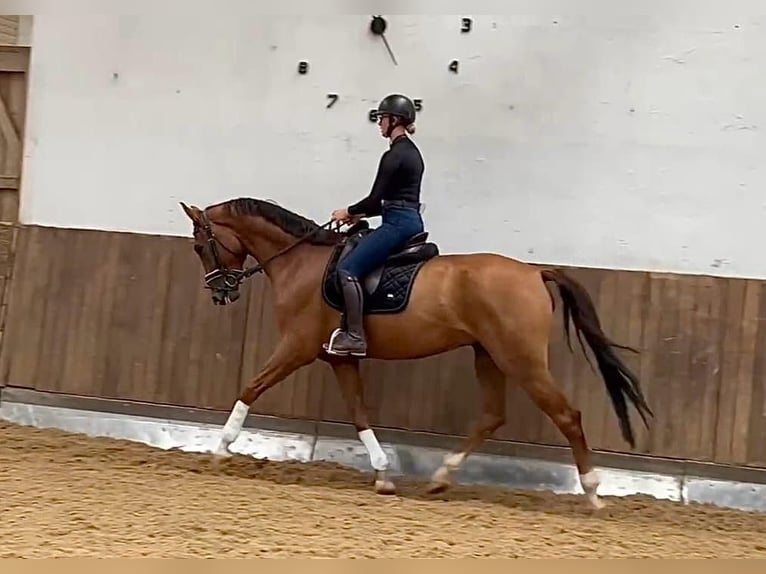 Oldenbourg Hongre 6 Ans 172 cm in Hahnbach