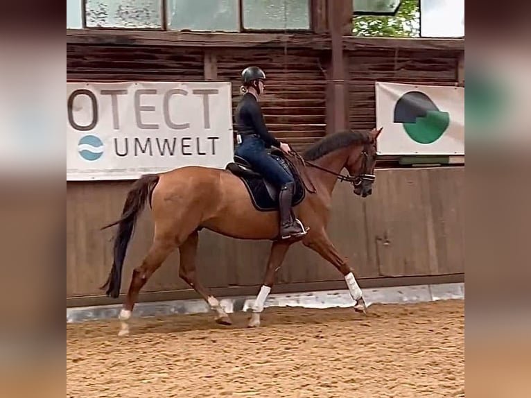 Oldenbourg Hongre 6 Ans 172 cm in Hahnbach