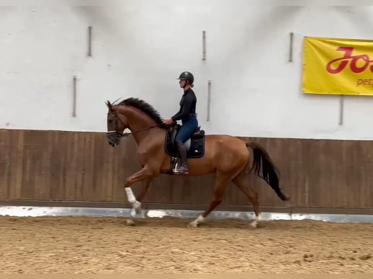 Oldenbourg Hongre 6 Ans 172 cm in Hahnbach