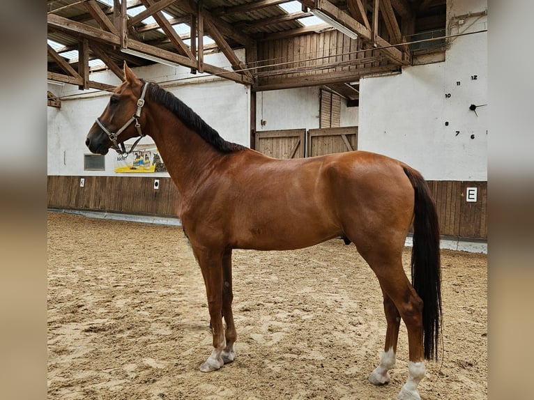 Oldenbourg Hongre 6 Ans 172 cm in Hahnbach