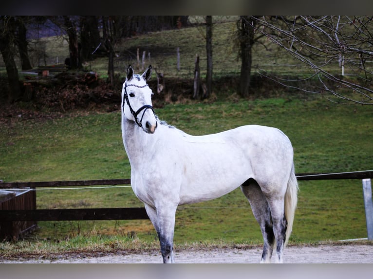 Oldenbourg Hongre 6 Ans 172 cm Gris in Modautal