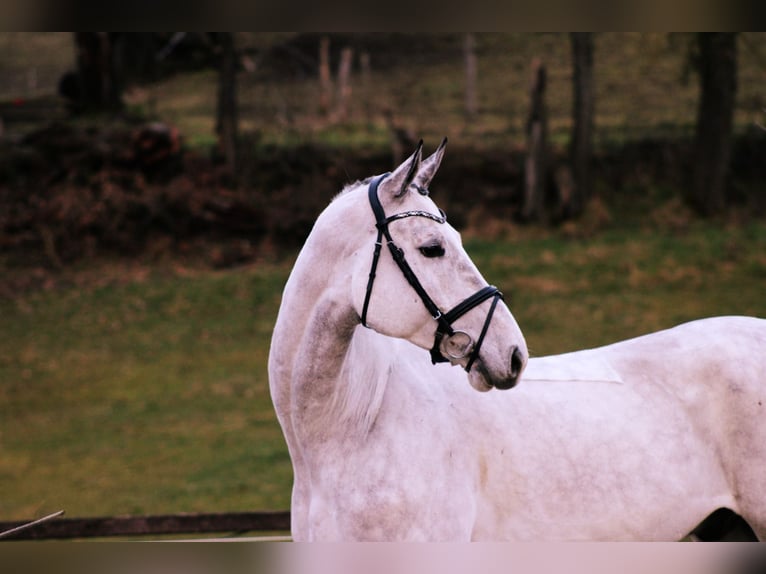 Oldenbourg Hongre 6 Ans 172 cm Gris in Modautal