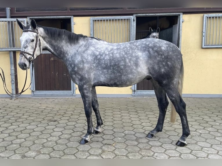 Oldenbourg Hongre 6 Ans 172 cm Gris in Salzhausen