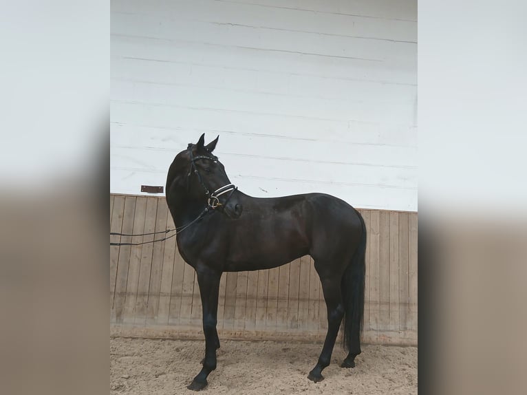 Oldenbourg Hongre 6 Ans 172 cm Noir in Barenburg