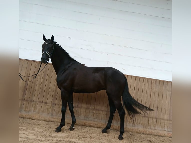 Oldenbourg Hongre 6 Ans 172 cm Noir in Barenburg