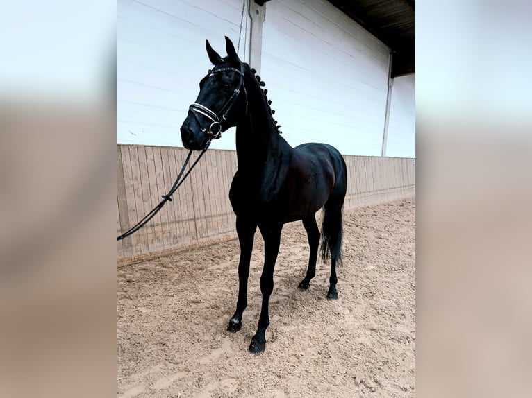 Oldenbourg Hongre 6 Ans 172 cm Noir in Barenburg