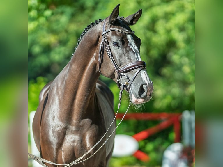 Oldenbourg Hongre 6 Ans 172 cm Noir in M&#xFC;nster