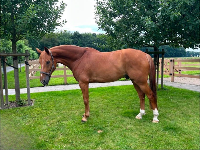 Oldenbourg Hongre 6 Ans 173 cm Alezan in Velen