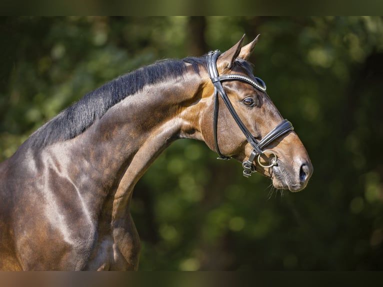 Oldenbourg Hongre 6 Ans 173 cm Bai brun foncé in Werder