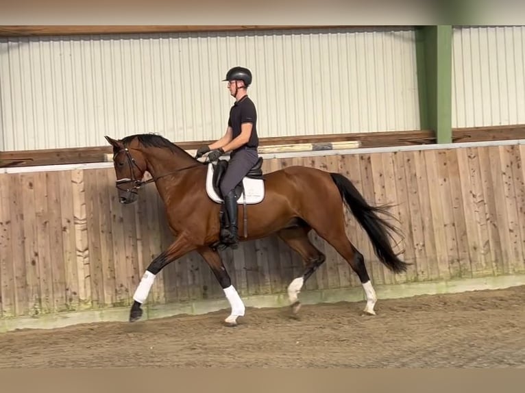 Oldenbourg Hongre 6 Ans 173 cm Bai in Stuhr