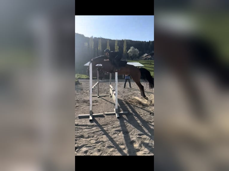 Oldenbourg Hongre 6 Ans 173 cm Bai in Althofen