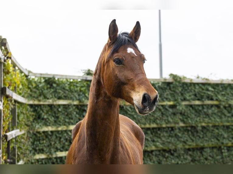 Oldenbourg Hongre 6 Ans 173 cm Bai in Waddinxveen