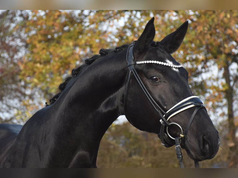 Oldenbourg Hongre 6 Ans 173 cm Noir in Neuss