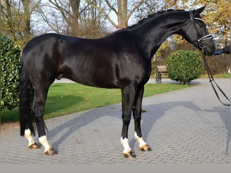 Oldenbourg Hongre 6 Ans 173 cm Noir in Neuss