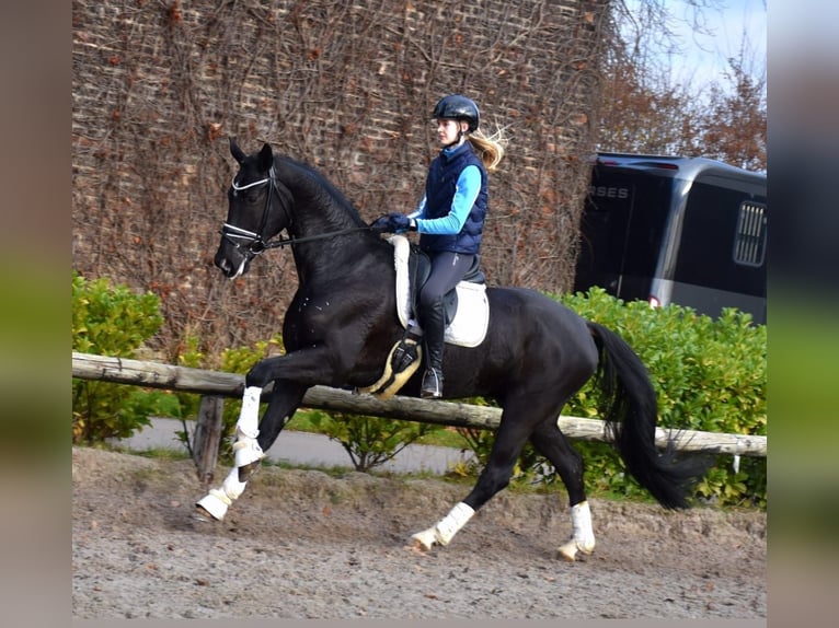 Oldenbourg Hongre 6 Ans 173 cm Noir in Neuss
