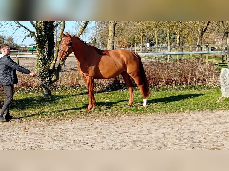 Oldenbourg Hongre 6 Ans 174 cm Alezan in Gumtow