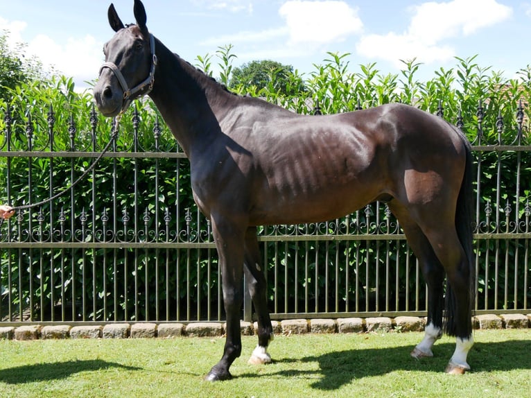 Oldenbourg Hongre 6 Ans 174 cm in Dorsten