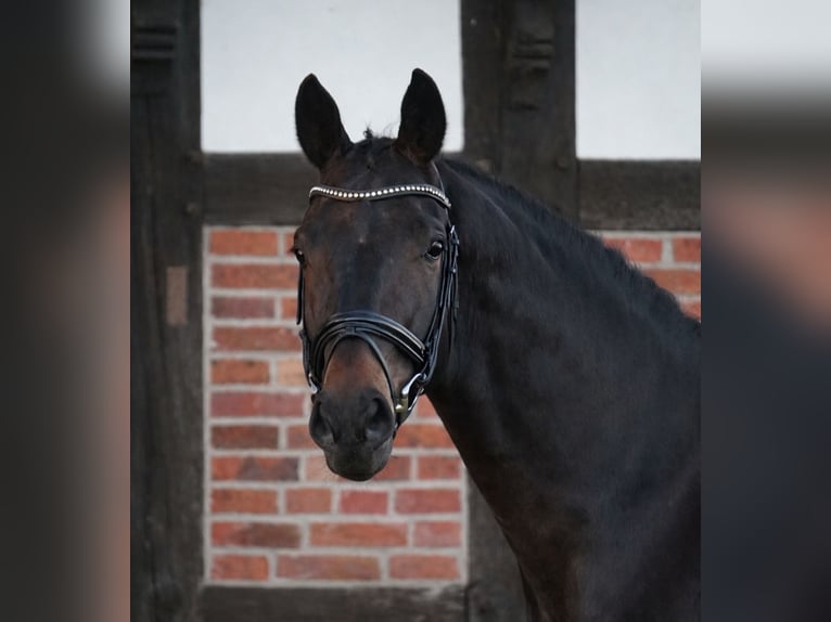 Oldenbourg Hongre 6 Ans 174 cm Bai brun in Bippen