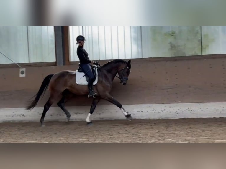 Oldenbourg Hongre 6 Ans 174 cm Bai brun in Jüchen